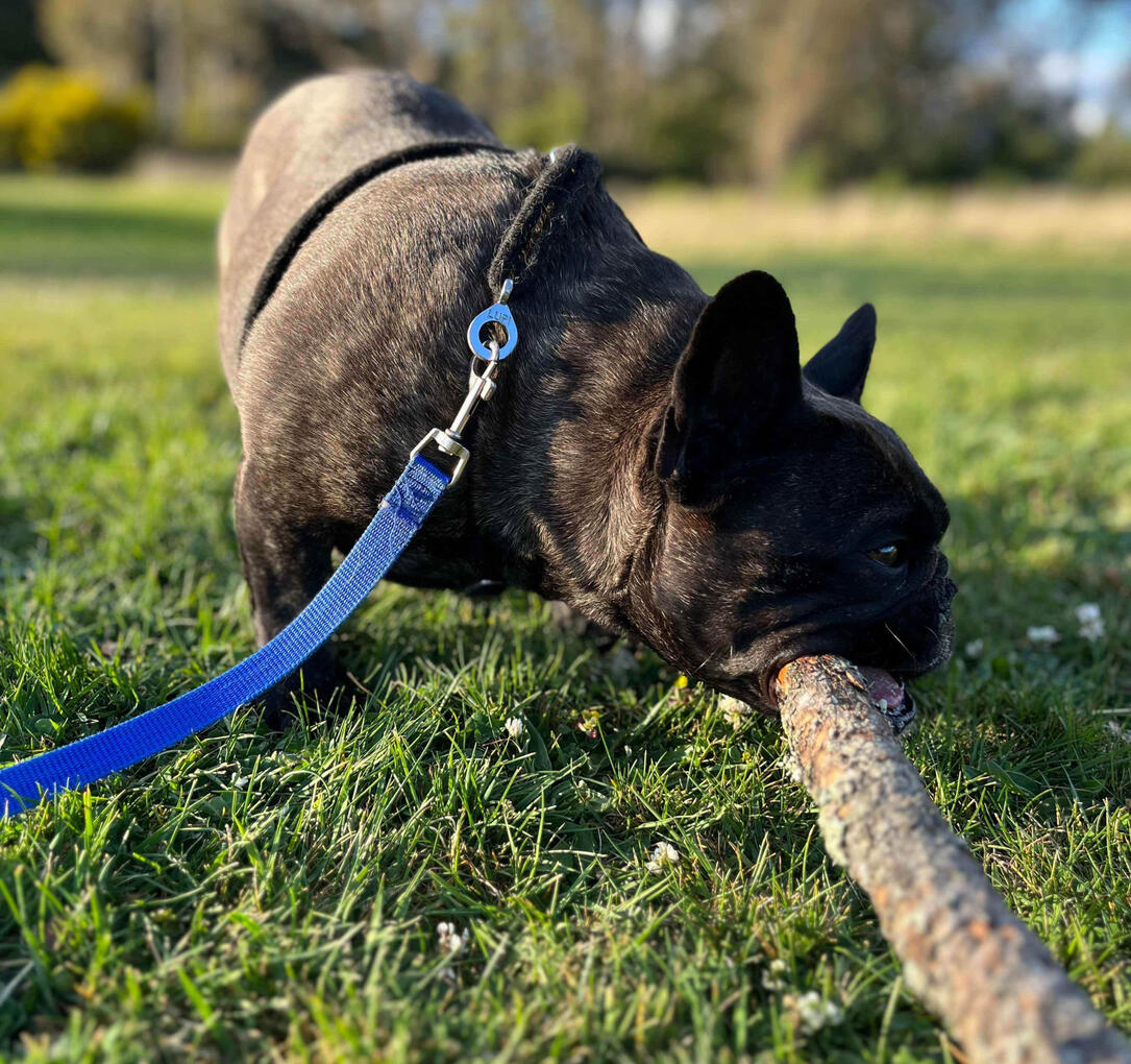 🛌 Overnight Pet Sitting