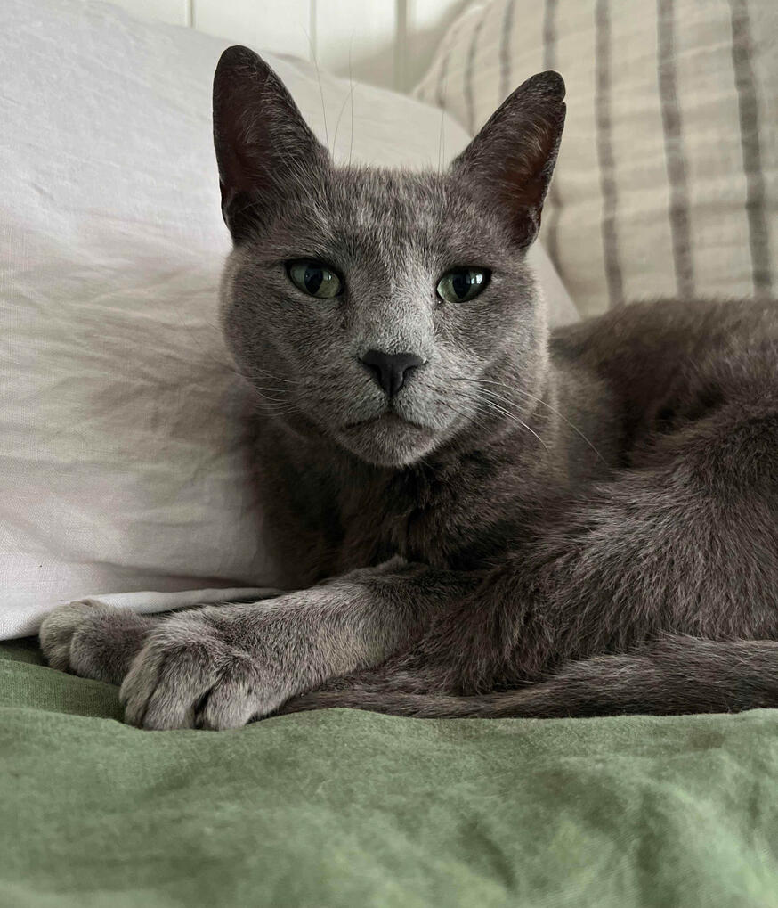 🏠 Drop-In Pet Visits